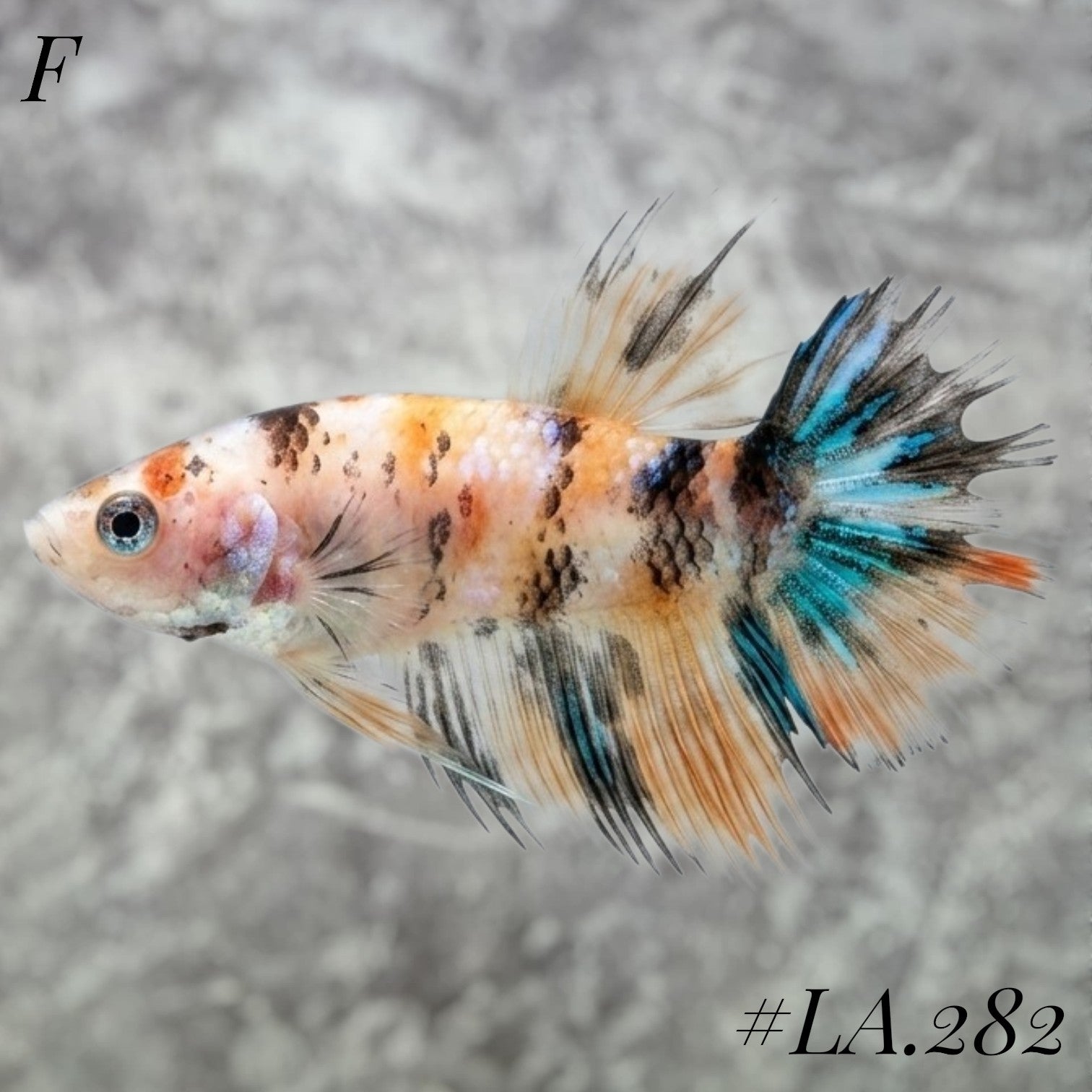MULTICOLOR YELLOW BANANA NEMO GALAXY CROWNTAIL FEMALE #LA.282