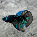 AVATAR BLACKSTAR TURQUOISE HALFMOON FEMALE #LA.96
