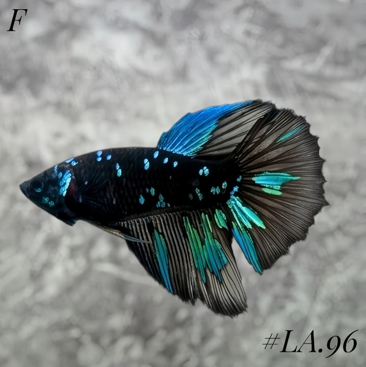 AVATAR BLACKSTAR TURQUOISE HALFMOON FEMALE #LA.96