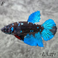 AVATAR TORQOUISE BLACKSTAR FULL EGG HALFMOON FEMALE GALAXY #LA.271