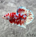 WHITE BARONGSAI PURPLE GALAXY HMPK MALE #LA.174