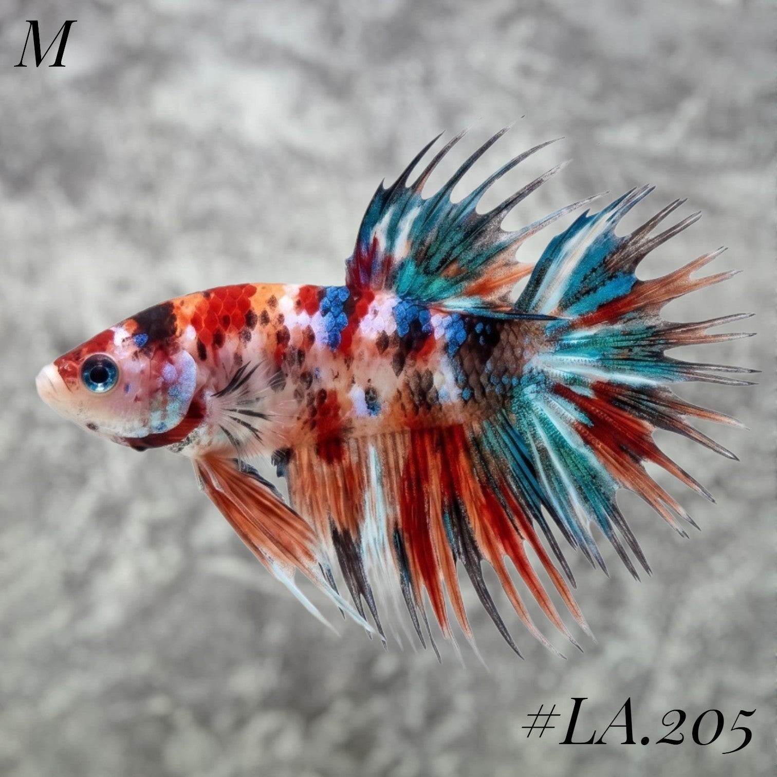 MULTICOLOR YELLOW GALAXY CROWNTAIL MALE #LA.205