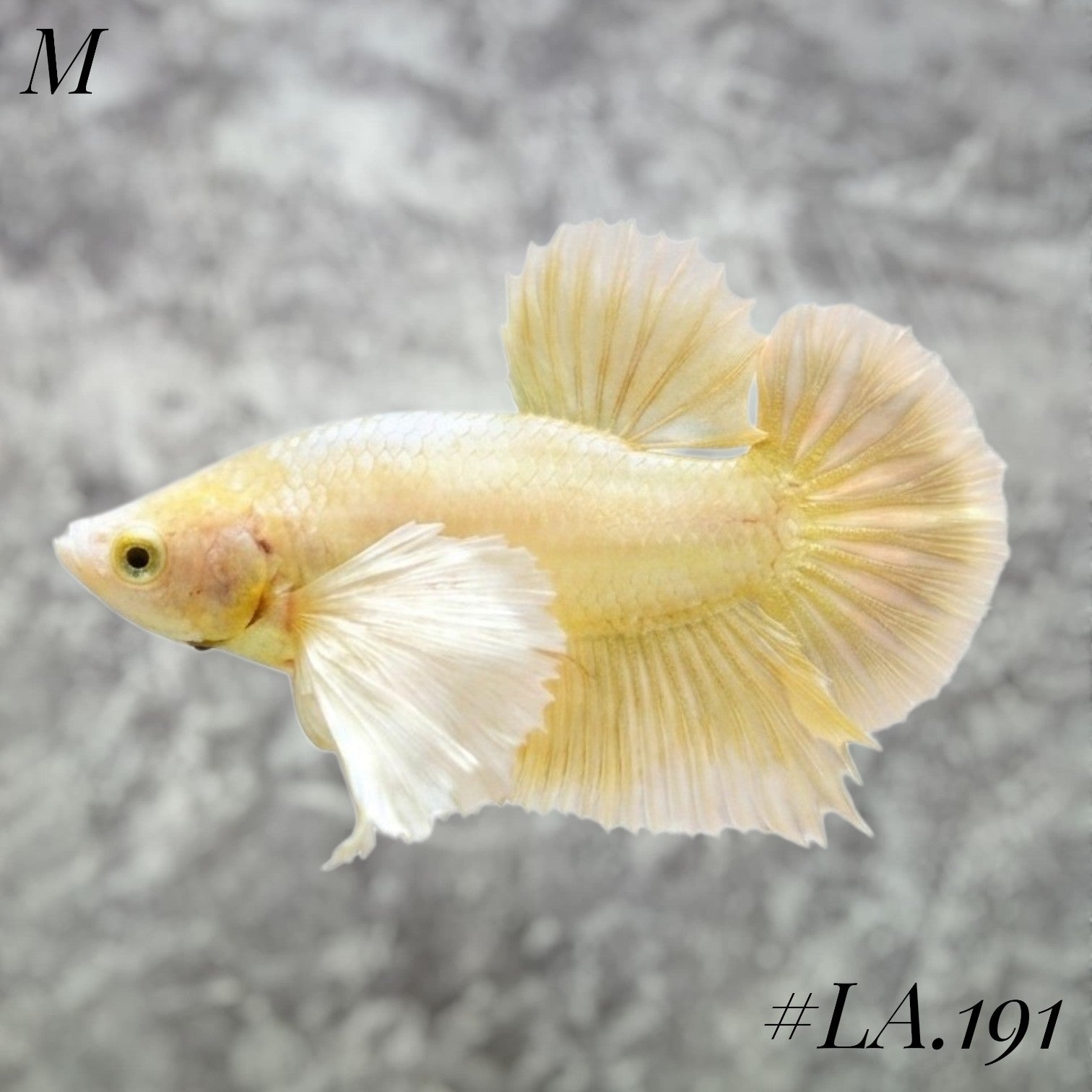 SOFT GOLD BUTTERFLY DUMBO EARS HMPK MALE #LA.191