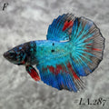 AVATAR BLUESTAR TORQOUISE FULL EGG HALFMOON FEMALE #LA.287
