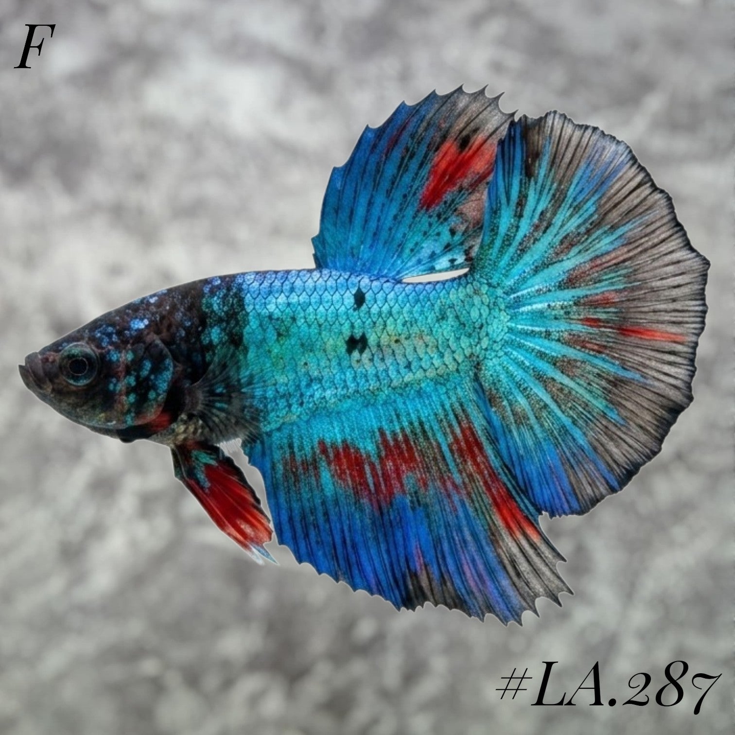 AVATAR BLUESTAR TORQOUISE FULL EGG HALFMOON FEMALE #LA.287