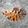 MULTICOLOR ORANGE TIGER GALAXY CROWNTAIL FEMALE #LA.218