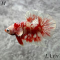 WHITE BARONGSAI PURPLE GALAXY HMPK MALE #LA.131