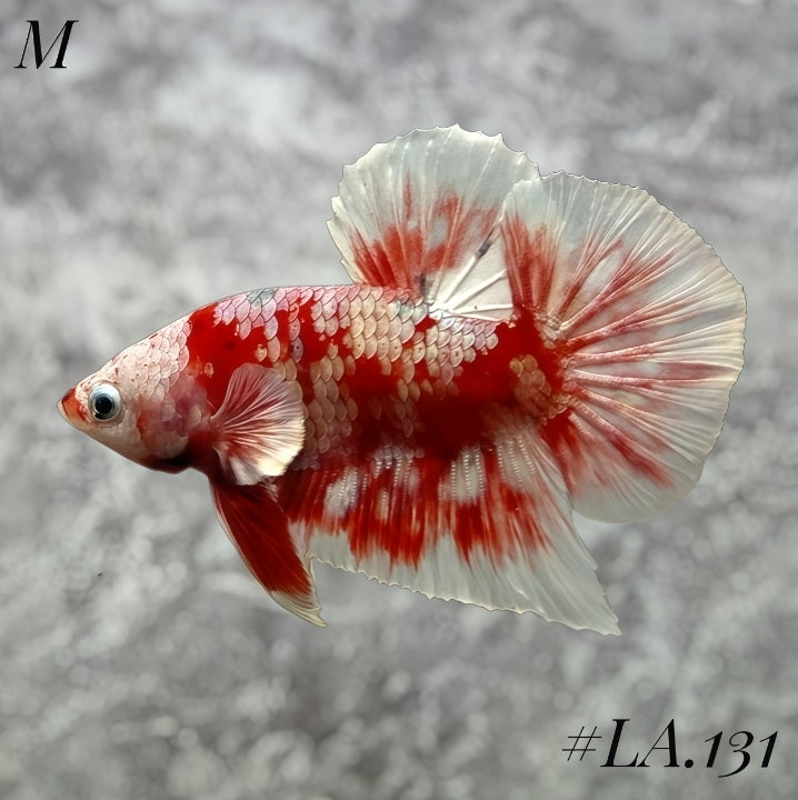 WHITE BARONGSAI PURPLE GALAXY HMPK MALE #LA.131