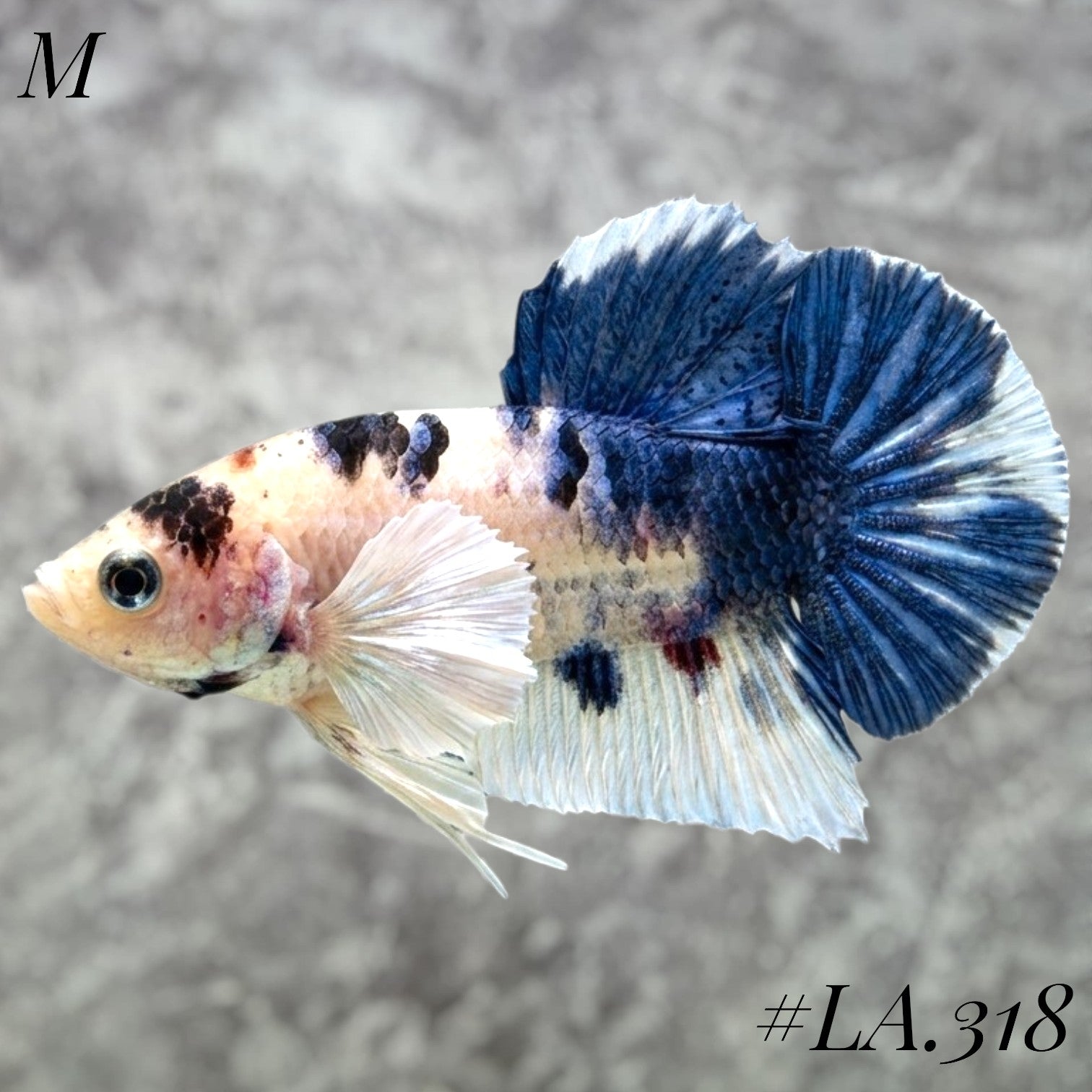 MULTICOLOR CANDY NEMO GALAXY BABY DUMBO EARS MALE #LA.318