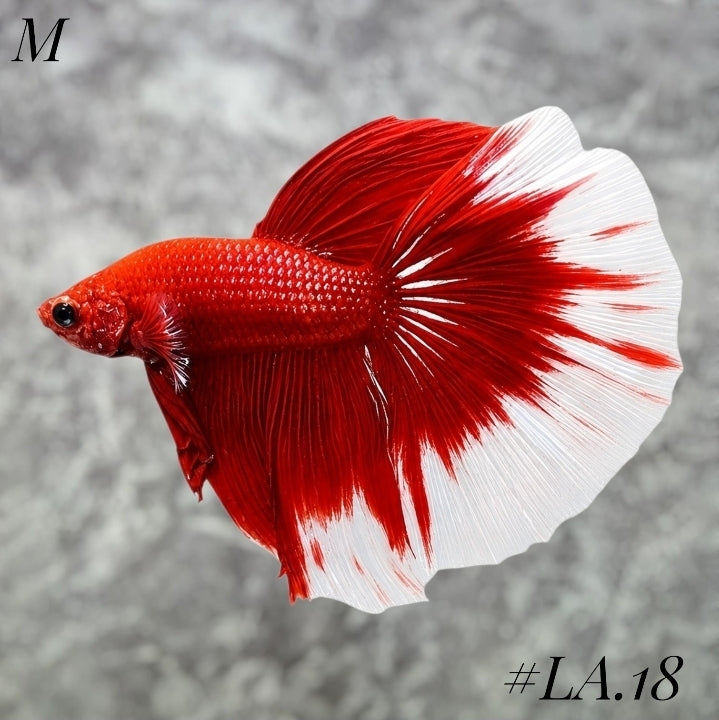 RED BUTTERFLY HALFMOON MALE #LA.18