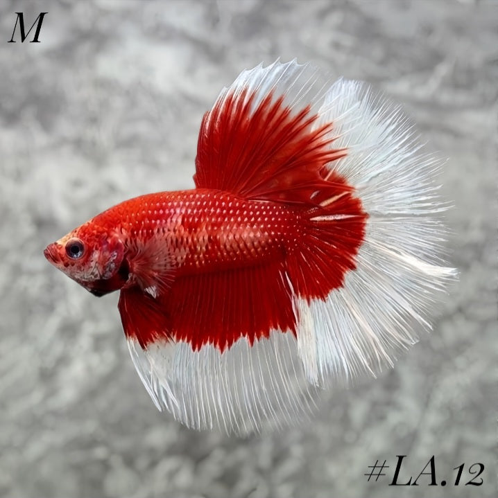 RED BUTTERFLY HALFMOON MALE #LA.12