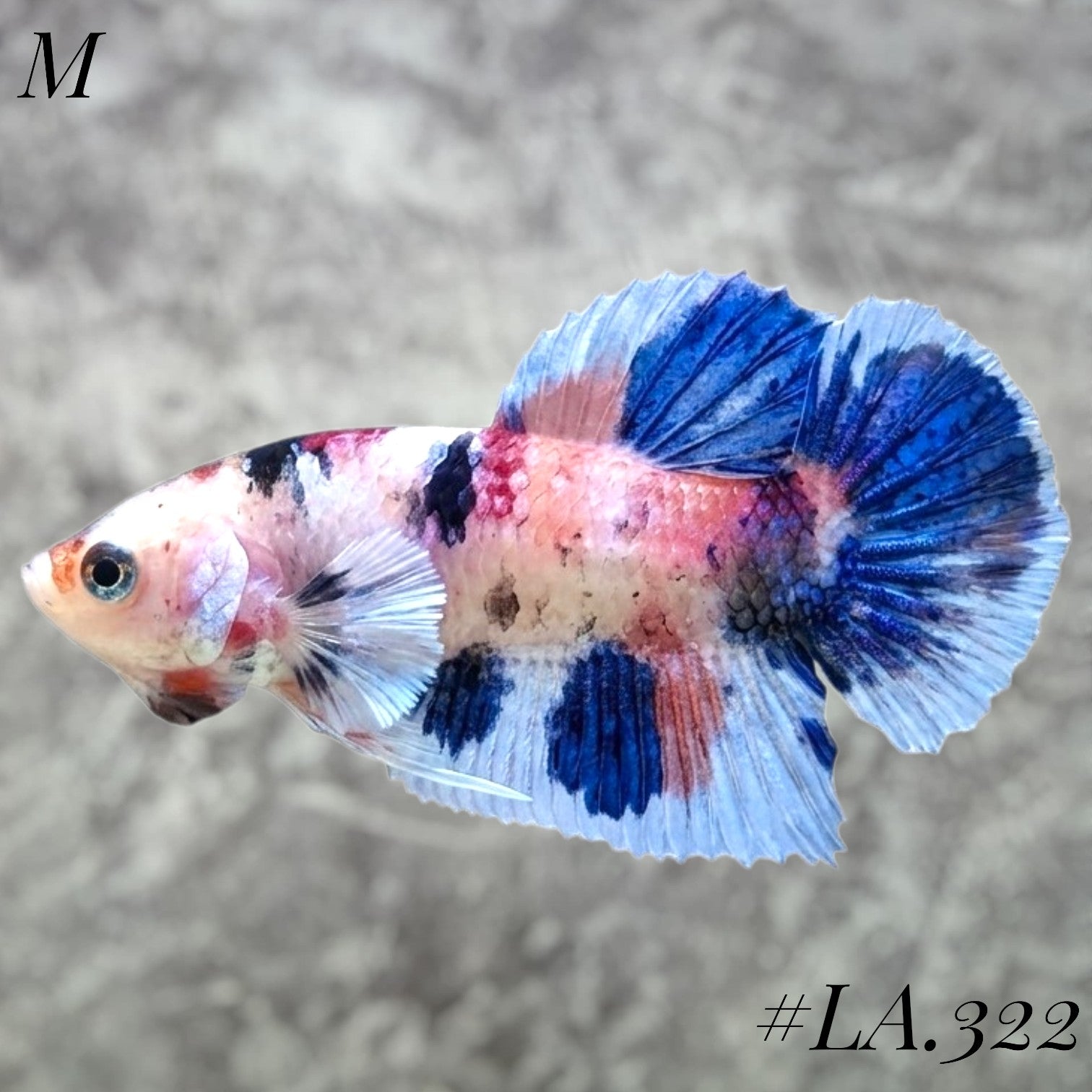 MULTICOLOR CANDY NEMO GALAXY BABY DUMBO EARS FEMALE #LA.322